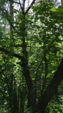 Yazın ağaçlı yeşil bir ormanın içinde dikey video görüntüsü