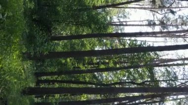 Yazın ağaçlı yeşil bir ormanın içinde dikey video görüntüsü