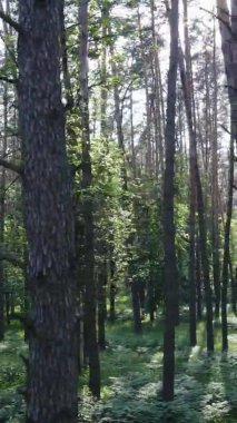 Yazın ağaçlı yeşil bir ormanın içinde dikey video görüntüsü