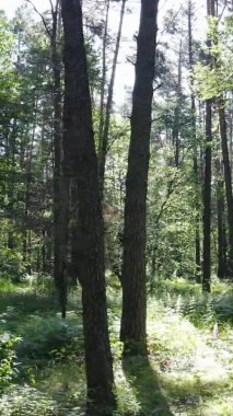 Yazın ağaçlı yeşil bir ormanın içinde dikey video görüntüsü