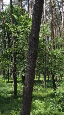 Yazın ağaçlı yeşil bir ormanın içinde dikey video görüntüsü