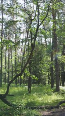Yazın ağaçlı yeşil bir ormanın içinde dikey video görüntüsü
