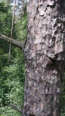 Yazın ağaçlı yeşil bir ormanın içinde dikey video görüntüsü