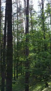 Yazın ağaçlı yeşil bir ormanın içinde dikey video görüntüsü