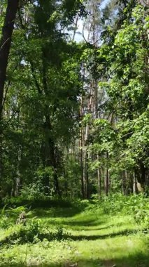 Yazın ağaçlı yeşil bir ormanın içinde dikey video görüntüsü