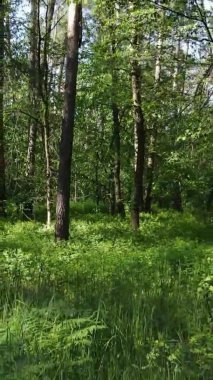 Yazın ağaçlı yeşil bir ormanın içinde dikey video görüntüsü