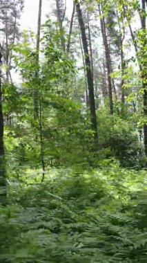 Yazın ağaçlı yeşil bir ormanın içinde dikey video görüntüsü