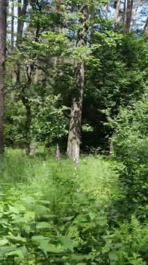 Yazın ağaçlı yeşil bir ormanın içinde dikey video görüntüsü