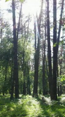 Yazın ağaçlı yeşil bir ormanın içinde dikey video görüntüsü