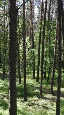 Yazın ağaçlı yeşil bir ormanın içinde dikey video görüntüsü