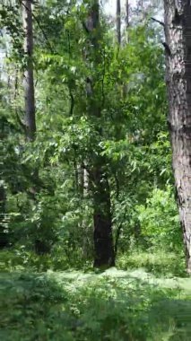 Yazın ağaçlı yeşil bir ormanın içinde dikey video görüntüsü