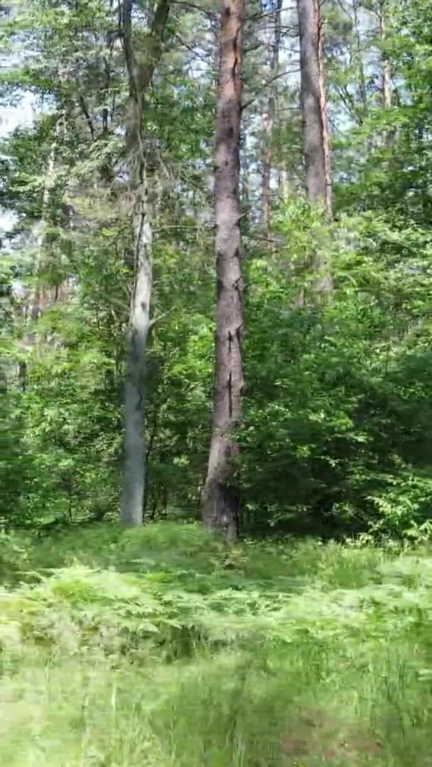 Vertikal video antenn vy inne i en grön skog med träd på sommaren — Stockvideo