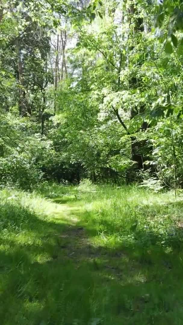 Vista aérea de video vertical dentro de un bosque verde con árboles en verano — Vídeos de Stock