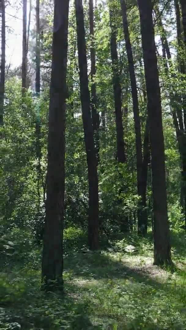 Verticale video luchtfoto zicht in een groen bos met bomen in de zomer — Stockvideo