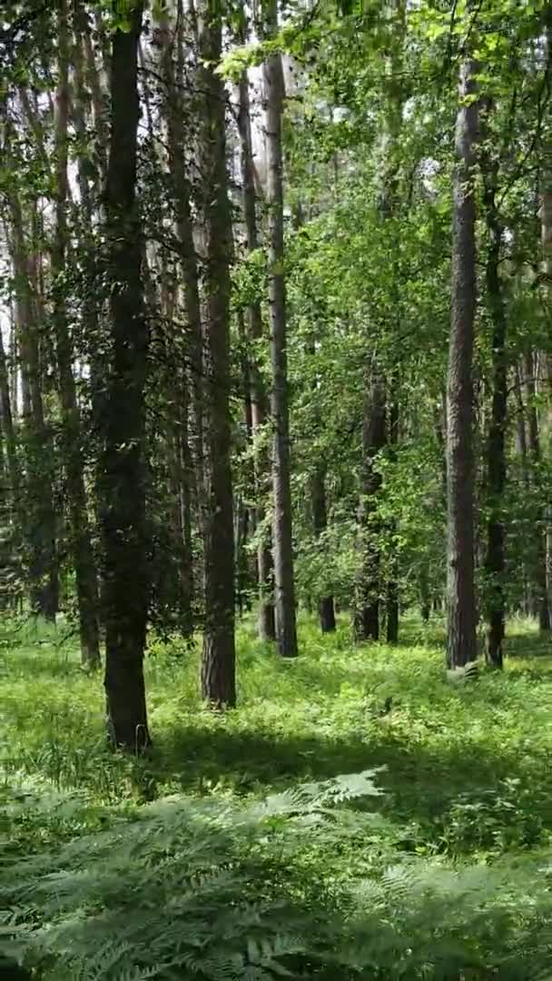 Вертикальний вид на повітря всередині зеленого лісу з деревами влітку — стокове відео