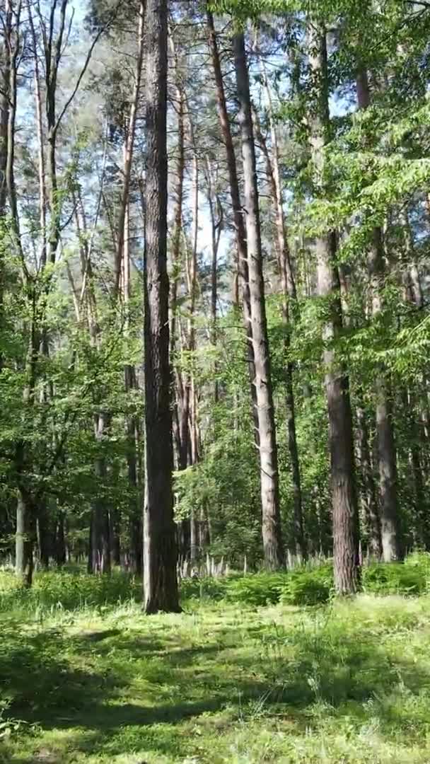 Vídeo vertical vista aérea dentro de uma floresta verde com árvores no verão — Vídeo de Stock