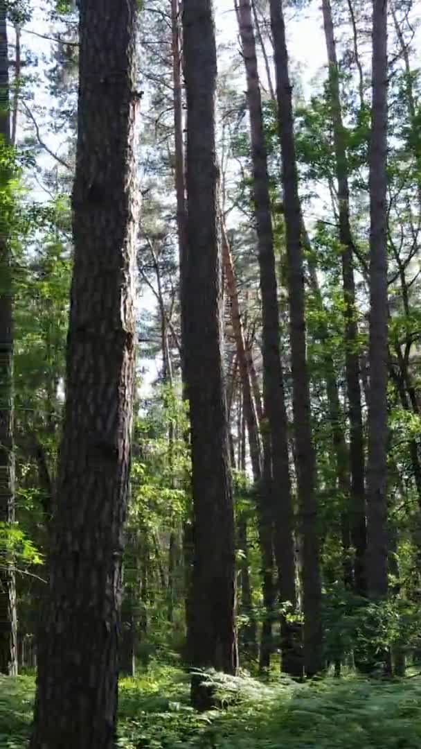 Vídeo vertical vista aérea dentro de uma floresta verde com árvores no verão — Vídeo de Stock