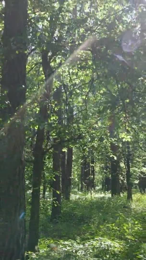 Verticale video luchtfoto zicht in een groen bos met bomen in de zomer — Stockvideo