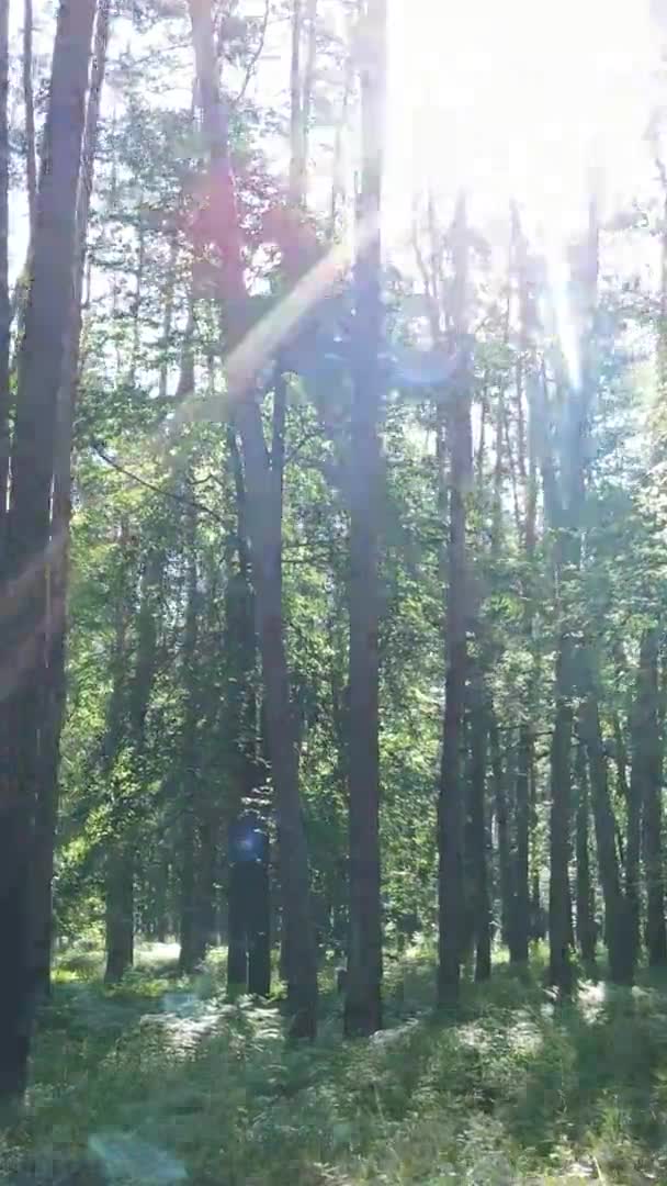 Vidéo verticale vue aérienne à l'intérieur d'une forêt verdoyante avec arbres en été — Video