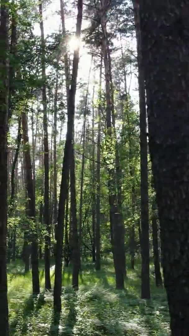 Vídeo vertical vista aérea dentro de uma floresta verde com árvores no verão — Vídeo de Stock