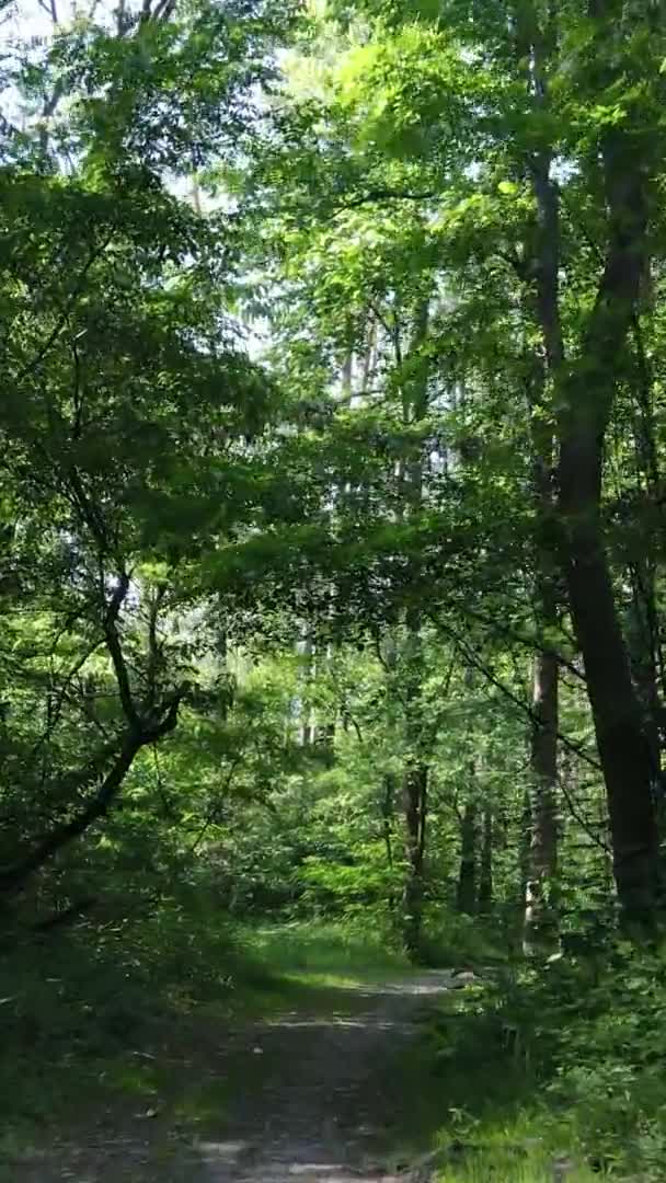 Вертикальный вид с воздуха в зеленом лесу с деревьями летом — стоковое видео