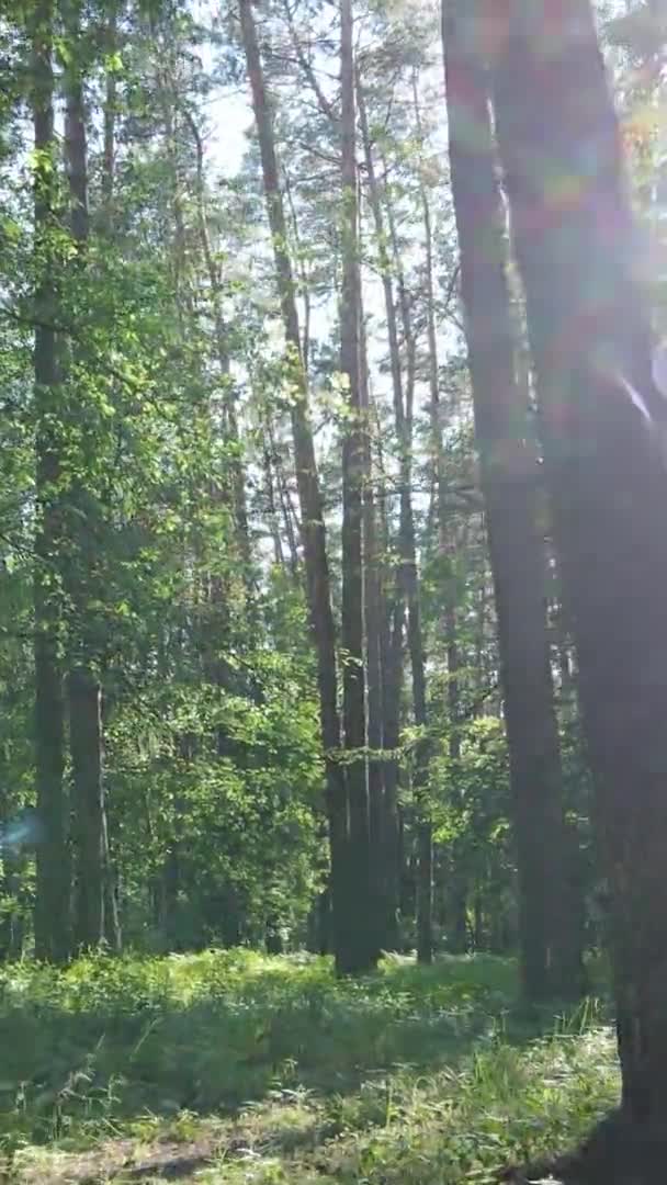 Vídeo vertical vista aérea dentro de uma floresta verde com árvores no verão — Vídeo de Stock