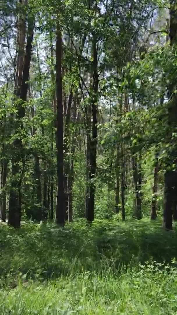 Pionowy widok z lotu ptaka wewnątrz zielonego lasu z drzewami w lecie — Wideo stockowe