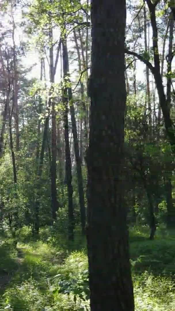 Vídeo vertical vista aérea dentro de uma floresta verde com árvores no verão — Vídeo de Stock