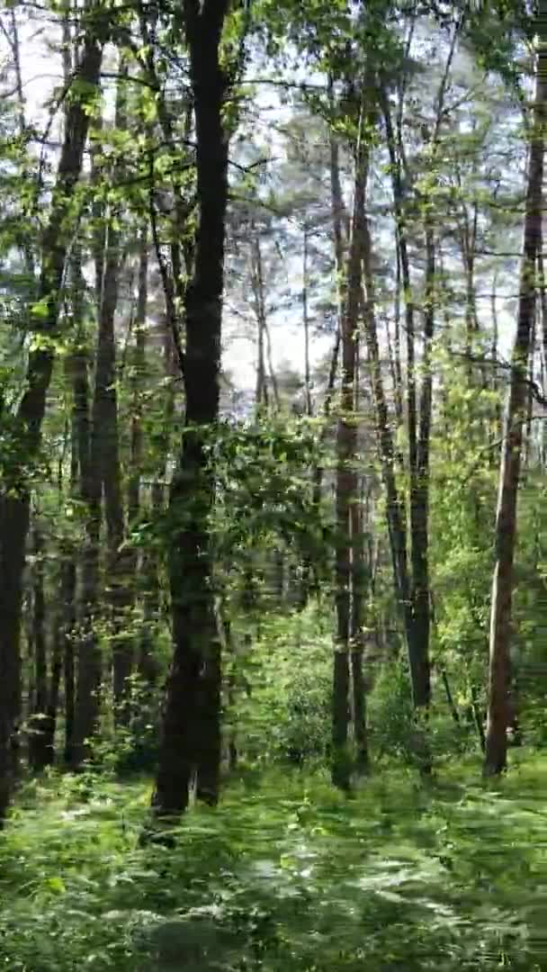 Vídeo vertical vista aérea dentro de uma floresta verde com árvores no verão — Vídeo de Stock