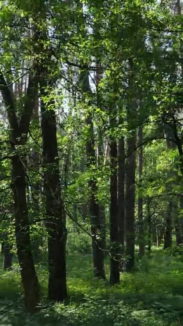 Vídeo vertical vista aérea dentro de uma floresta verde com árvores no verão — Vídeo de Stock