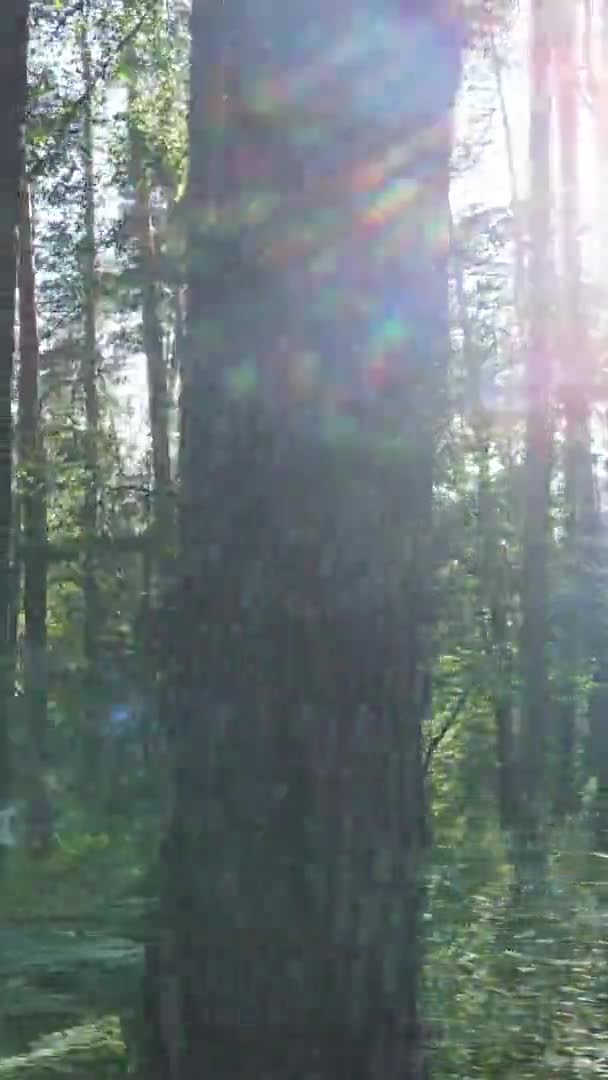 Vertical video aerial view inside a green forest with trees in summer — Stock Video