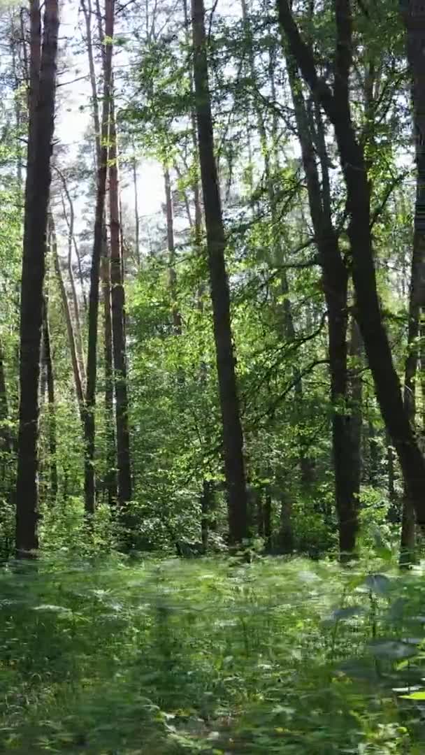Vídeo vertical vista aérea dentro de uma floresta verde com árvores no verão — Vídeo de Stock
