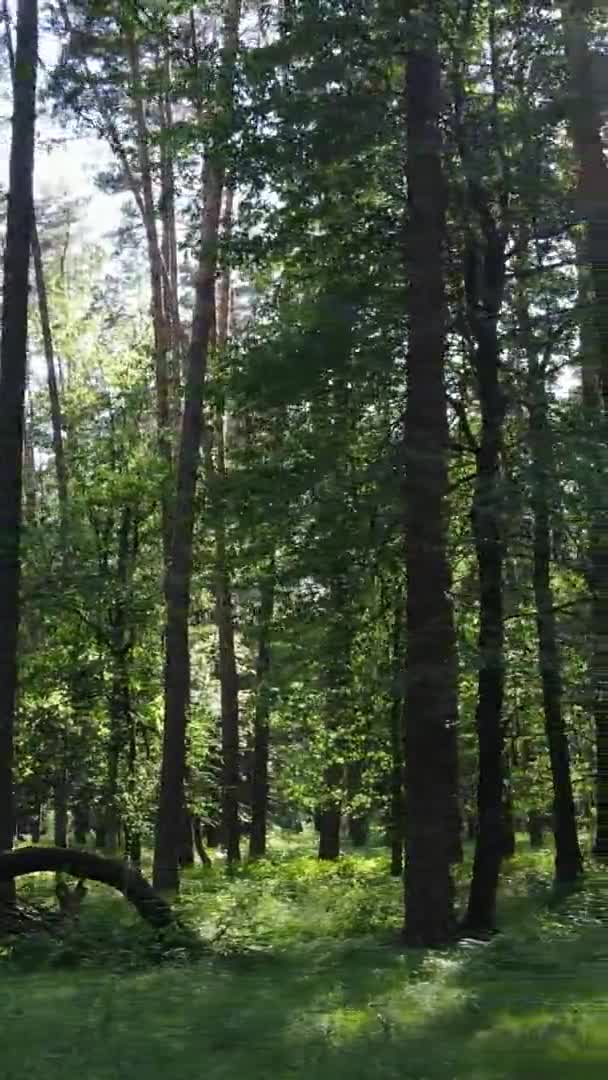 Vertikal video antenn vy inne i en grön skog med träd på sommaren — Stockvideo