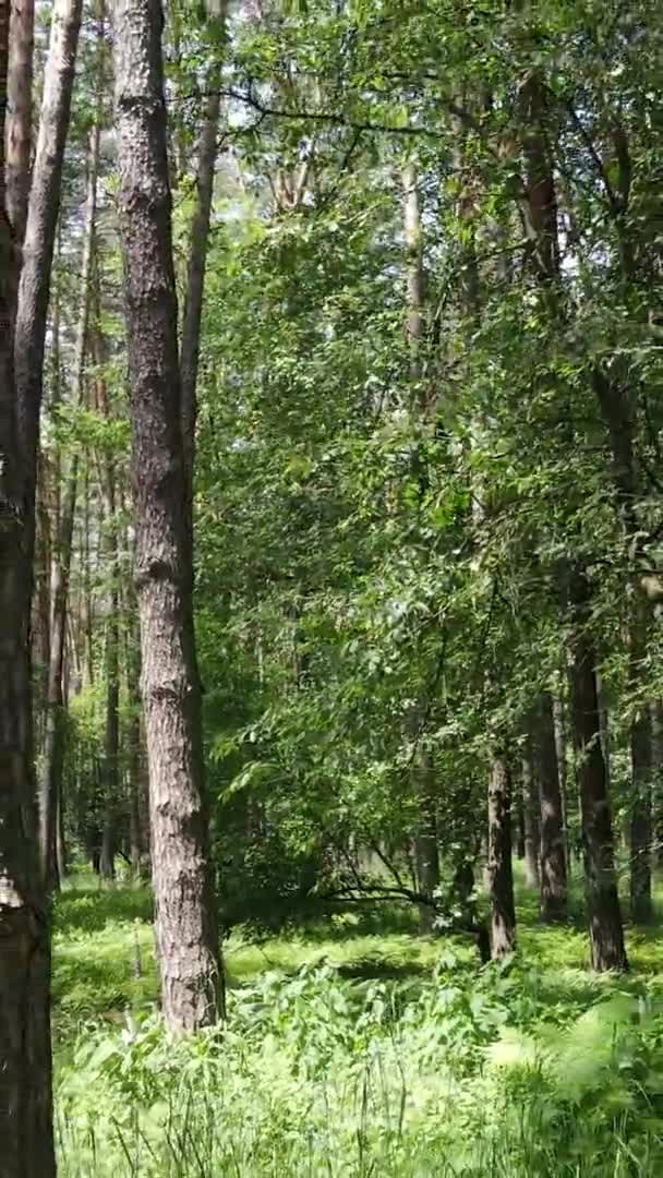 Vista aérea de video vertical dentro de un bosque verde con árboles en verano — Vídeo de stock