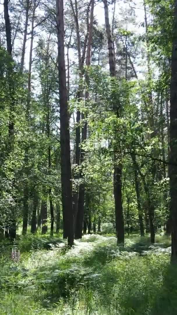 Vidéo verticale vue aérienne à l'intérieur d'une forêt verdoyante avec arbres en été — Video