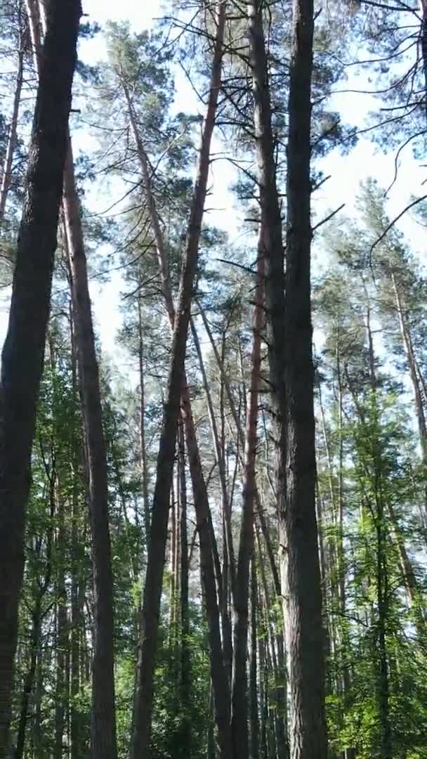 Vista aérea de video vertical dentro de un bosque verde con árboles en verano — Vídeos de Stock