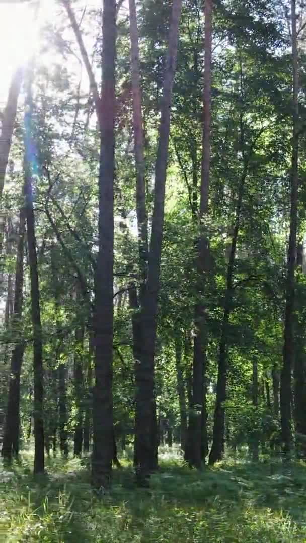 Vídeo vertical vista aérea dentro de uma floresta verde com árvores no verão — Vídeo de Stock