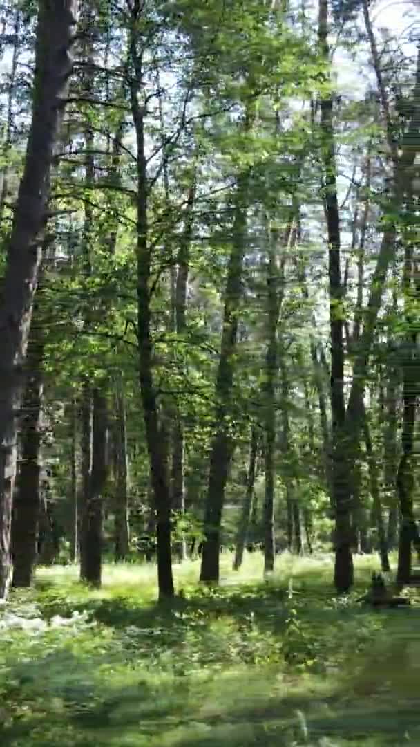 Verticale video luchtfoto zicht in een groen bos met bomen in de zomer — Stockvideo