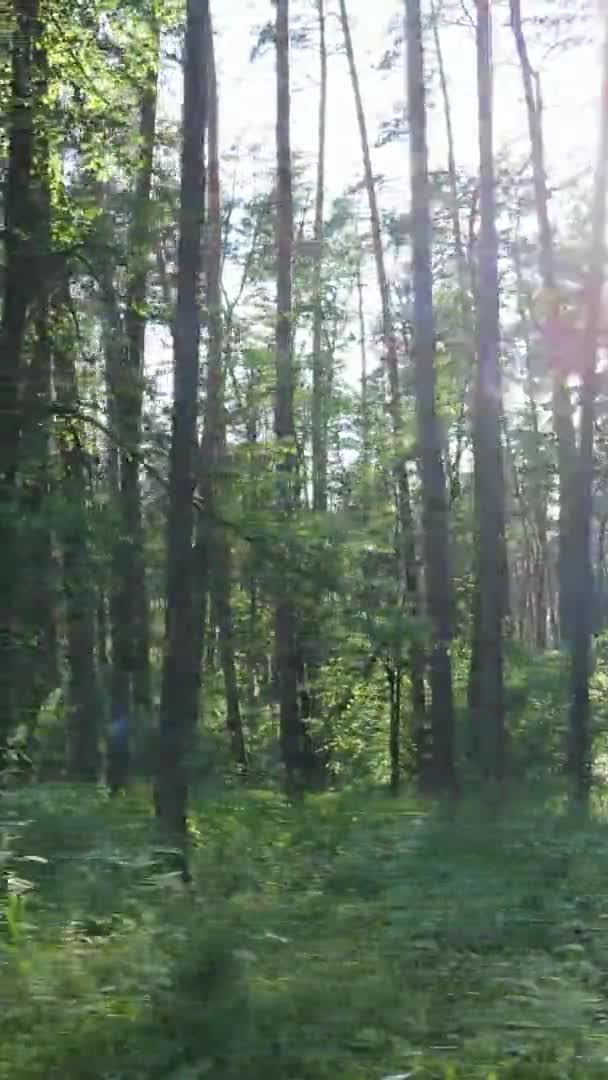 Vista aérea de video vertical dentro de un bosque verde con árboles en verano — Vídeo de stock