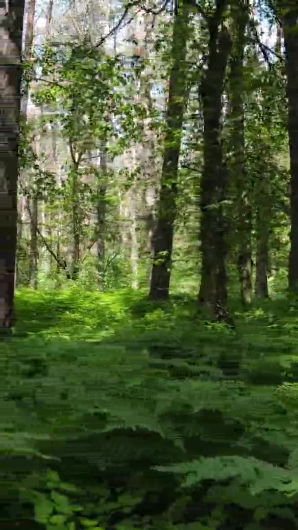 Verticale video luchtfoto zicht in een groen bos met bomen in de zomer — Stockvideo