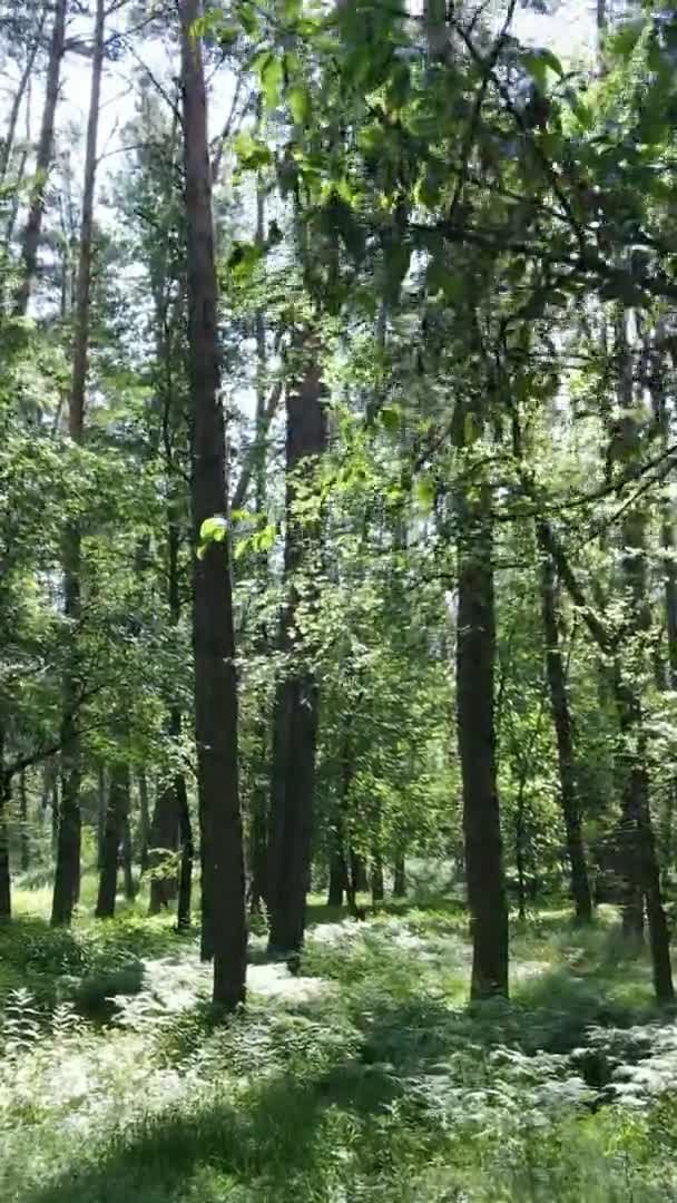 उन्हाळ्यात झाडे असलेल्या हिरव्या जंगलात अनुलंब व्हिडिओ हवाई दृश्य — स्टॉक व्हिडिओ