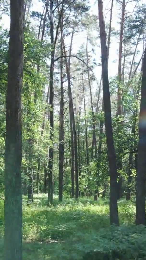उन्हाळ्यात झाडे असलेल्या हिरव्या जंगलात अनुलंब व्हिडिओ हवाई दृश्य — स्टॉक व्हिडिओ