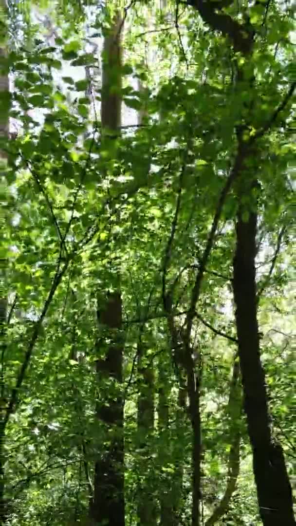 Vídeo vertical vista aérea dentro de uma floresta verde com árvores no verão — Vídeo de Stock