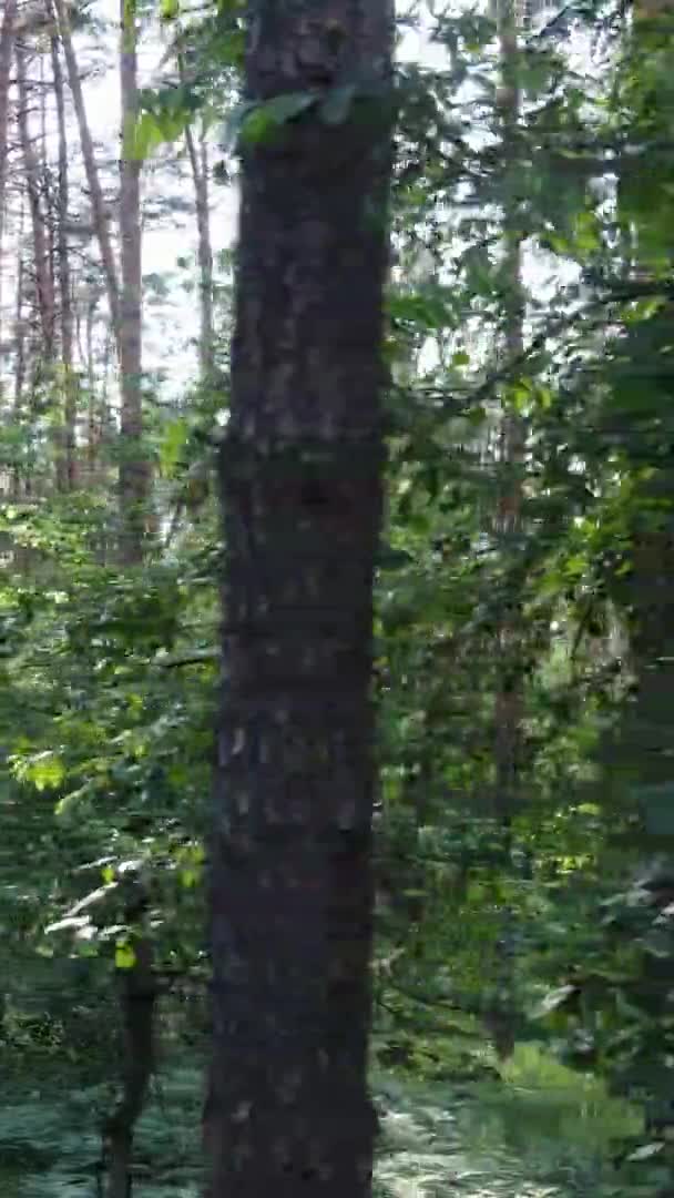 Vertikal video antenn vy inne i en grön skog med träd på sommaren — Stockvideo