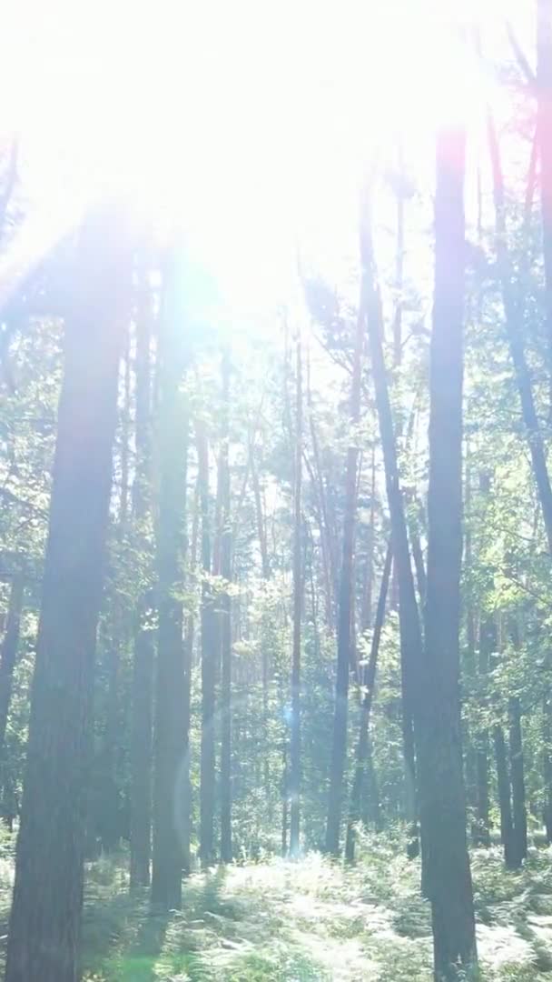Pionowy widok z lotu ptaka wewnątrz zielonego lasu z drzewami w lecie — Wideo stockowe