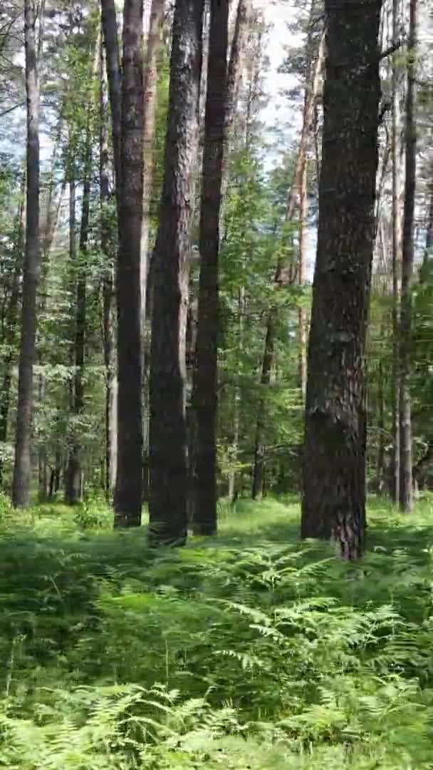 Verticale video luchtfoto zicht in een groen bos met bomen in de zomer — Stockvideo