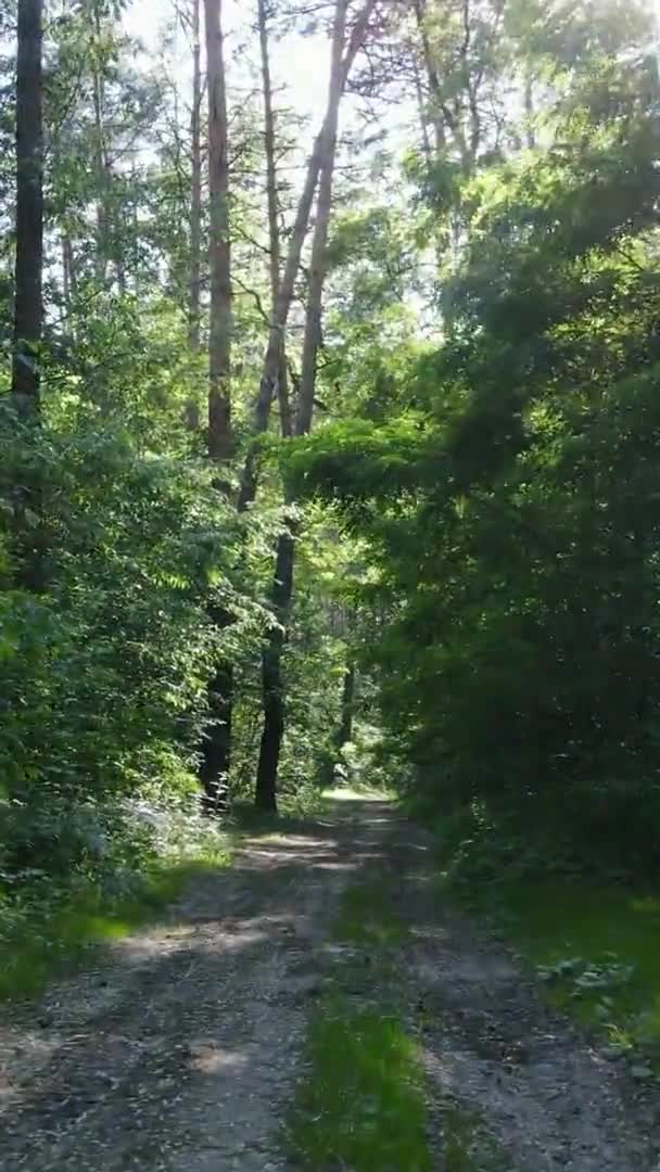 Vertikal video antenn vy inne i en grön skog med träd på sommaren — Stockvideo