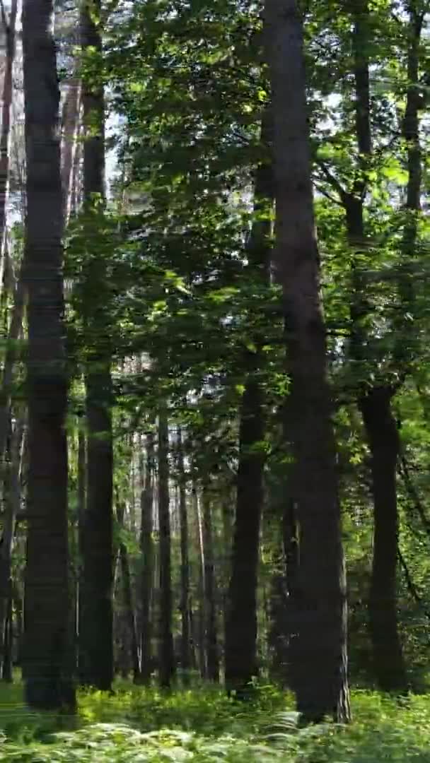 Vídeo vertical vista aérea dentro de uma floresta verde com árvores no verão — Vídeo de Stock