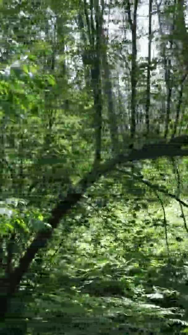 Yazın ağaçlı yeşil bir ormanın içinde dikey video görüntüsü — Stok video