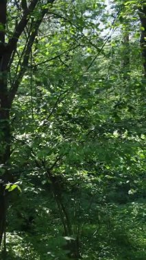 Yazın ağaçlı yeşil bir ormanın içinde dikey video görüntüsü